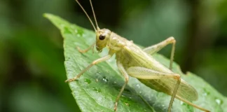 Estudo com 107 espécies revela linhagens de grilos silenciosos e surdos, incluindo uma espécie da floresta do Pará Estudo com 107 espécies revela linhagens de grilos silenciosos e surdos, incluindo uma espécie da floresta do Pará