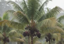 Embrapa avalia centenas de açaizeiros por cinco safras em Tomé-Açu e seleciona cultivar que produz na entressafra Embrapa avalia centenas de açaizeiros por cinco safras em Tomé-Açu e seleciona cultivar que produz na entressafra