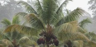 Embrapa avalia centenas de açaizeiros por cinco safras em Tomé-Açu e seleciona cultivar que produz na entressafra Embrapa avalia centenas de açaizeiros por cinco safras em Tomé-Açu e seleciona cultivar que produz na entressafra