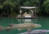 Pesquisadores da UFPA decifram os genomas do pirarucu e do filhote e criam base para criação em cativeiro e rastreamento do pescado Pesquisadores da UFPA decifram os genomas do pirarucu e do filhote e criam base para criação em cativeiro e rastreamento do pescado