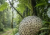 Estudo na BR-319 encontra dois sapos novos e uma possível bactéria nova vivendo nas massas de ovos dos anfíbios Estudo na BR-319 encontra dois sapos novos e uma possível bactéria nova vivendo nas massas de ovos dos anfíbios