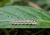 Pesquisadores registram lagartas de cristal e cobras-cegas na Serra do Navio, no Amapá, e identificam parte dos registros como novidade para o país Pesquisadores registram lagartas de cristal e cobras-cegas na Serra do Navio, no Amapá, e identificam parte dos registros como novidade para o país