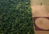 Estudo da FGV mostra que Brasil investe dezenas de vezes mais no agronegócio do que na economia da floresta em pé na Amazônia Estudo da FGV mostra que Brasil investe dezenas de vezes mais no agronegócio do que na economia da floresta em pé na Amazônia
