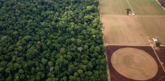 Estudo da FGV mostra que Brasil investe dezenas de vezes mais no agronegócio do que na economia da floresta em pé na Amazônia Estudo da FGV mostra que Brasil investe dezenas de vezes mais no agronegócio do que na economia da floresta em pé na Amazônia