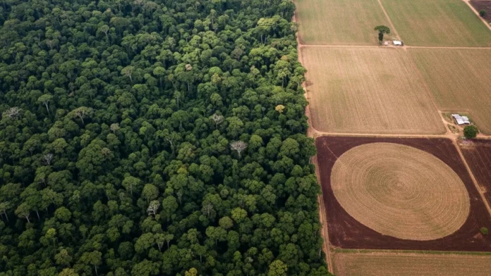 Estudo da FGV mostra que Brasil investe dezenas de vezes mais no agronegócio do que na economia da floresta em pé na Amazônia Estudo da FGV mostra que Brasil investe dezenas de vezes mais no agronegócio do que na economia da floresta em pé na Amazônia