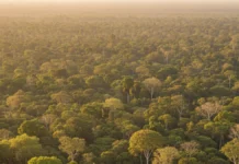 53 cientistas registram 3,2 °C a mais na estação seca do centro-norte da Amazônia longe do arco do desmatamento 53 cientistas registram 3,2 °C a mais na estação seca do centro-norte da Amazônia longe do arco do desmatamento