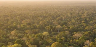 53 cientistas registram 3,2 °C a mais na estação seca do centro-norte da Amazônia longe do arco do desmatamento 53 cientistas registram 3,2 °C a mais na estação seca do centro-norte da Amazônia longe do arco do desmatamento