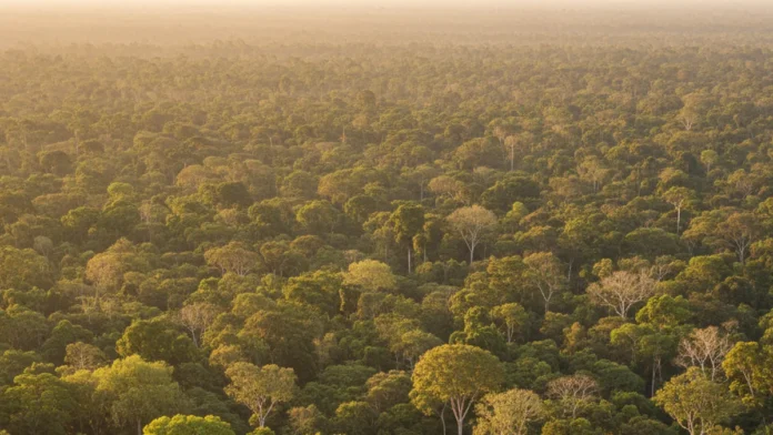 53 cientistas registram 3,2 °C a mais na estação seca do centro-norte da Amazônia longe do arco do desmatamento 53 cientistas registram 3,2 °C a mais na estação seca do centro-norte da Amazônia longe do arco do desmatamento