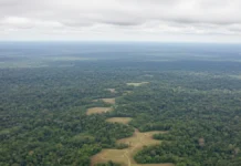 No vale do Upano, décadas de suspeita de aldeias dão lugar a sistema urbano interligado com milhares de construções revelado por laser No vale do Upano, décadas de suspeita de aldeias dão lugar a sistema urbano interligado com milhares de construções revelado por laser