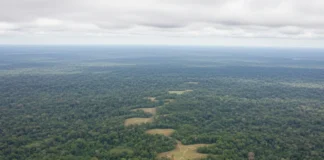 No vale do Upano, décadas de suspeita de aldeias dão lugar a sistema urbano interligado com milhares de construções revelado por laser No vale do Upano, décadas de suspeita de aldeias dão lugar a sistema urbano interligado com milhares de construções revelado por laser