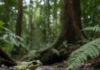 Expedição percorre por um mês reserva no Peru e retorna com sapo e peixe que podem representar duas espécies novas à ciência Expedição percorre por um mês reserva no Peru e retorna com sapo e peixe que podem representar duas espécies novas à ciência
