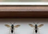 Amostras guardadas por quase 50 anos no Inpa revelam duas vespas desconhecidas que viviam no igapó de Manaus Amostras guardadas por quase 50 anos no Inpa revelam duas vespas desconhecidas que viviam no igapó de Manaus