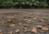 Seca no alto rio Anajás expõe cerâmica indígena no Marajó e leva comunidade a acionar Ministério Público antes dos pesquisadores Seca no alto rio Anajás expõe cerâmica indígena no Marajó e leva comunidade a acionar Ministério Público antes dos pesquisadores