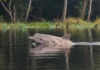 Boto, ariranha, lontra e peixe-boi ocupam nichos diferentes e podem indicar mudanças na biodiversidade aquática da Amazônia Boto, ariranha, lontra e peixe-boi ocupam nichos diferentes e podem indicar mudanças na biodiversidade aquática da Amazônia