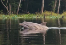 Boto, ariranha, lontra e peixe-boi ocupam nichos diferentes e podem indicar mudanças na biodiversidade aquática da Amazônia Boto, ariranha, lontra e peixe-boi ocupam nichos diferentes e podem indicar mudanças na biodiversidade aquática da Amazônia
