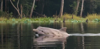 Boto, ariranha, lontra e peixe-boi ocupam nichos diferentes e podem indicar mudanças na biodiversidade aquática da Amazônia Boto, ariranha, lontra e peixe-boi ocupam nichos diferentes e podem indicar mudanças na biodiversidade aquática da Amazônia