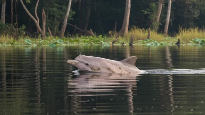 Boto, ariranha, lontra e peixe-boi ocupam nichos diferentes e podem indicar mudanças na biodiversidade aquática da Amazônia Boto, ariranha, lontra e peixe-boi ocupam nichos diferentes e podem indicar mudanças na biodiversidade aquática da Amazônia