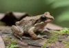 Sapo de menos de dois centímetros é identificado na fronteira entre Brasil e Venezuela e recebe o nome Neblinaphryne imeri Sapo de menos de dois centímetros é identificado na fronteira entre Brasil e Venezuela e recebe o nome Neblinaphryne imeri