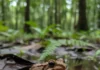 Rã do oeste do Acre é reconhecida como espécie nova após viver em floresta sazonalmente inundada e ganha o nome Adenomera varcena Rã do oeste do Acre é reconhecida como espécie nova após viver em floresta sazonalmente inundada e ganha o nome Adenomera varcena