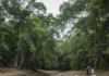 Seca no Acre expõe novos fósseis de Purussaurus e devolve aos cientistas pistas sobre o predador que dominava os pântanos amazônicos Seca no Acre expõe novos fósseis de Purussaurus e devolve aos cientistas pistas sobre o predador que dominava os pântanos amazônicos