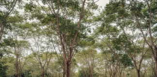 Ford transfere parte da operação para Belterra, a 48 km de Santarém, em 1934, e encerra o empreendimento 11 anos depois quando a borracha sintética avança Ford transfere parte da operação para Belterra, a 48 km de Santarém, em 1934, e encerra o empreendimento 11 anos depois quando a borracha sintética avança