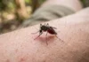 Alunos do Pará transformam garrafas PET em armadilha de R$ 20 contra mosquitos e chegam à final nacional Alunos do Pará transformam garrafas PET em armadilha de R$ 20 contra mosquitos e chegam à final nacional
