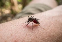 Alunos do Pará transformam garrafas PET em armadilha de R$ 20 contra mosquitos e chegam à final nacional Alunos do Pará transformam garrafas PET em armadilha de R$ 20 contra mosquitos e chegam à final nacional