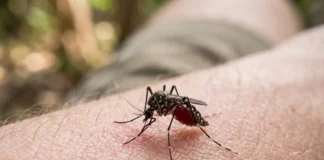 Alunos do Pará transformam garrafas PET em armadilha de R$ 20 contra mosquitos e chegam à final nacional Alunos do Pará transformam garrafas PET em armadilha de R$ 20 contra mosquitos e chegam à final nacional