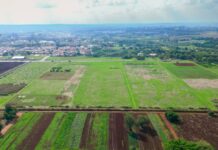 Empresas ganham 7,7 hectares na Unicamp para testar soluções agrícolas sem defensivos sintéticos Empresas ganham 7,7 hectares na Unicamp para testar soluções agrícolas sem defensivos sintéticos