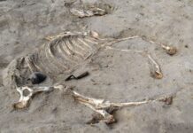 Cavalo enterrado há 3 mil anos em fortaleza egípcia revela a rotina militar do Egito faraônico Cavalo enterrado há 3 mil anos em fortaleza egípcia revela a rotina militar do Egito faraônico