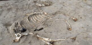 Cavalo enterrado há 3 mil anos em fortaleza egípcia revela a rotina militar do Egito faraônico Cavalo enterrado há 3 mil anos em fortaleza egípcia revela a rotina militar do Egito faraônico