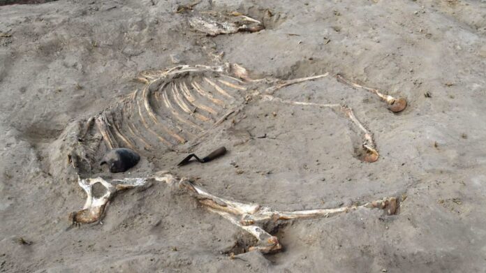 Cavalo enterrado há 3 mil anos em fortaleza egípcia revela a rotina militar do Egito faraônico Cavalo enterrado há 3 mil anos em fortaleza egípcia revela a rotina militar do Egito faraônico