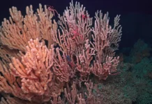 Duas universidades investigam o fundo do oceano e buscam medir seu papel no clima e no carbono Duas universidades investigam o fundo do oceano e buscam medir seu papel no clima e no carbono
