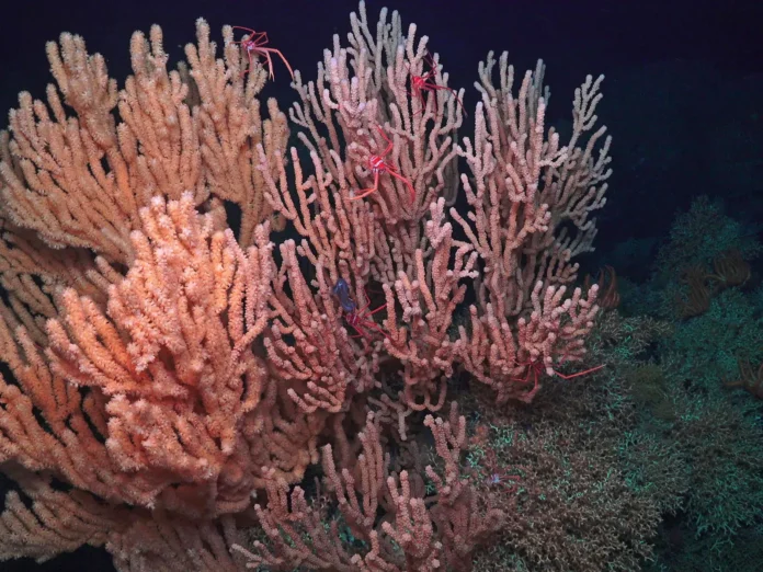Duas universidades investigam o fundo do oceano e buscam medir seu papel no clima e no carbono