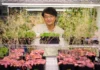 Plantas modificadas em laboratório reduzem bactérias em 53% e podem proteger futuras lavouras Plantas modificadas em laboratório reduzem bactérias em 53% e podem proteger futuras lavouras