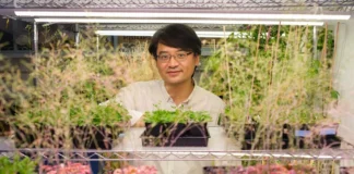 Plantas modificadas em laboratório reduzem bactérias em 53% e podem proteger futuras lavouras Plantas modificadas em laboratório reduzem bactérias em 53% e podem proteger futuras lavouras