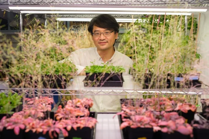 Plantas modificadas em laboratório reduzem bactérias em 53% e podem proteger futuras lavouras