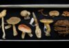 Fungos entram no dicionário, chegam a políticas de 14 países e pressionam COP17 por proteção global Fungos entram no dicionário, chegam a políticas de 14 países e pressionam COP17 por proteção global
