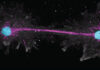 Ameba de fonte termal na Califórnia cresce a 63 °C, supera recorde e revela duas formas de sobreviver Ameba de fonte termal na Califórnia cresce a 63 °C, supera recorde e revela duas formas de sobreviver