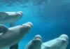 Após o fechamento de Marineland, 34 cetáceos foram transferidos e o destino dos sobreviventes expôs um dilema Após o fechamento de Marineland, 34 cetáceos foram transferidos e o destino dos sobreviventes expôs um dilema