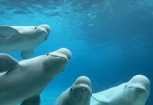 Após o fechamento de Marineland, 34 cetáceos foram transferidos e o destino dos sobreviventes expôs um dilema Após o fechamento de Marineland, 34 cetáceos foram transferidos e o destino dos sobreviventes expôs um dilema