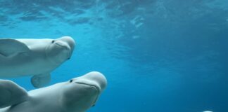 Após o fechamento de Marineland, 34 cetáceos foram transferidos e o destino dos sobreviventes expôs um dilema Após o fechamento de Marineland, 34 cetáceos foram transferidos e o destino dos sobreviventes expôs um dilema