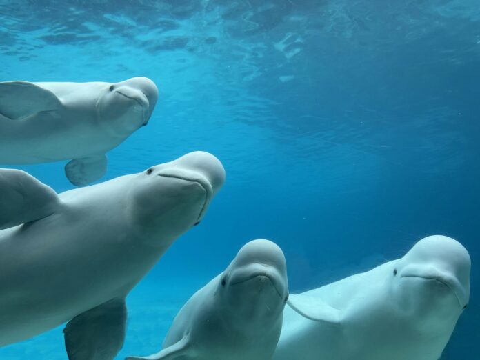 Após o fechamento de Marineland, 34 cetáceos foram transferidos e o destino dos sobreviventes expôs um dilema Após o fechamento de Marineland, 34 cetáceos foram transferidos e o destino dos sobreviventes expôs um dilema
