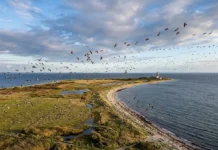 No sul da Suécia, península reúne centenas de milhões de aves em rota anual rumo à África No sul da Suécia, península reúne centenas de milhões de aves em rota anual rumo à África