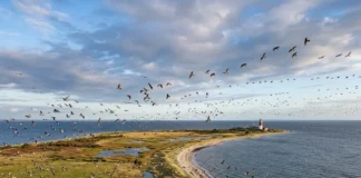 No sul da Suécia, península reúne centenas de milhões de aves em rota anual rumo à África No sul da Suécia, península reúne centenas de milhões de aves em rota anual rumo à África