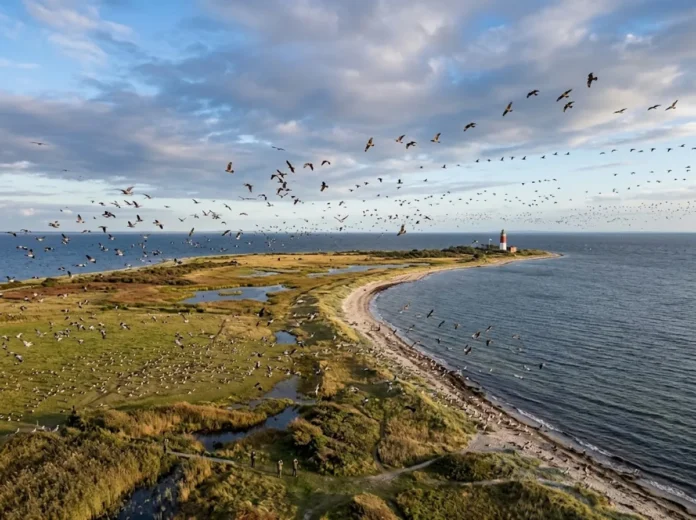 No sul da Suécia, península reúne centenas de milhões de aves em rota anual rumo à África