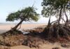 Sal do mar sobe o rio Pará até Belém, e a maré é quem leva Sal do mar sobe o rio Pará até Belém, e a maré é quem leva