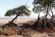 Sal do mar sobe o rio Pará até Belém, e a maré é quem leva Sal do mar sobe o rio Pará até Belém, e a maré é quem leva