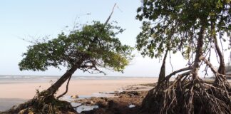 Sal do mar sobe o rio Pará até Belém, e a maré é quem leva Sal do mar sobe o rio Pará até Belém, e a maré é quem leva