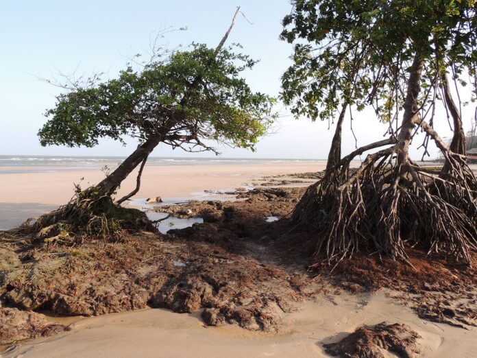 Sal do mar sobe o rio Pará até Belém, e a maré é quem leva Sal do mar sobe o rio Pará até Belém, e a maré é quem leva